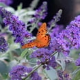 thumbnail image 3 of 3 gal. Buddleia Blue Heaven Shrub with Light Blue Flowers, 3 of 10