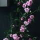 thumbnail image 5 of Simulación de Enredaderas de Rosas Que Cuelgan Alrededor de La Ventana, Decoración Del Hogar, Refugio Decorativo, Ratán Muxiang, 5 of 6