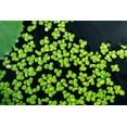 thumbnail image 5 of 500 Duckweed Live Plants - Aquatic Plant Great for Aquarium, Ponds, or Koi Feature, 5 of 7