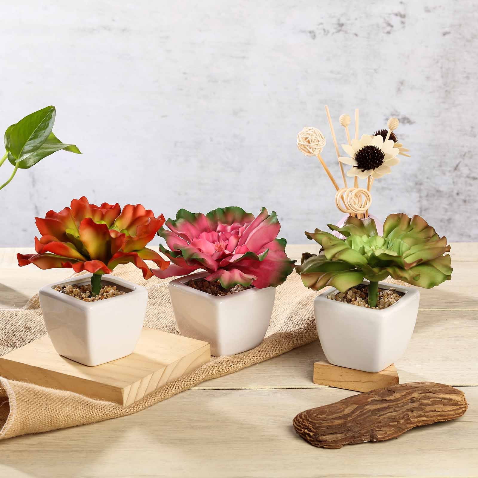 Set of 3 Assorted Fake Succulents in Pot 6�� Assorted