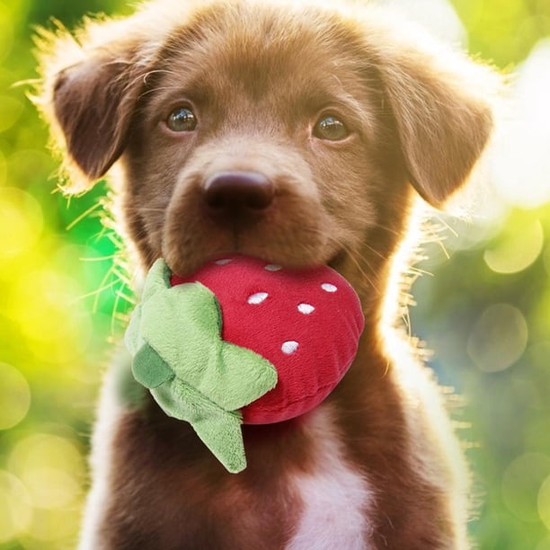 Juguete de perro de dibujos animados de peluche con forma de fruta y verdura, juguete para mascotas chirriante, suministros para cachorros Hugtrwg Para estrenar