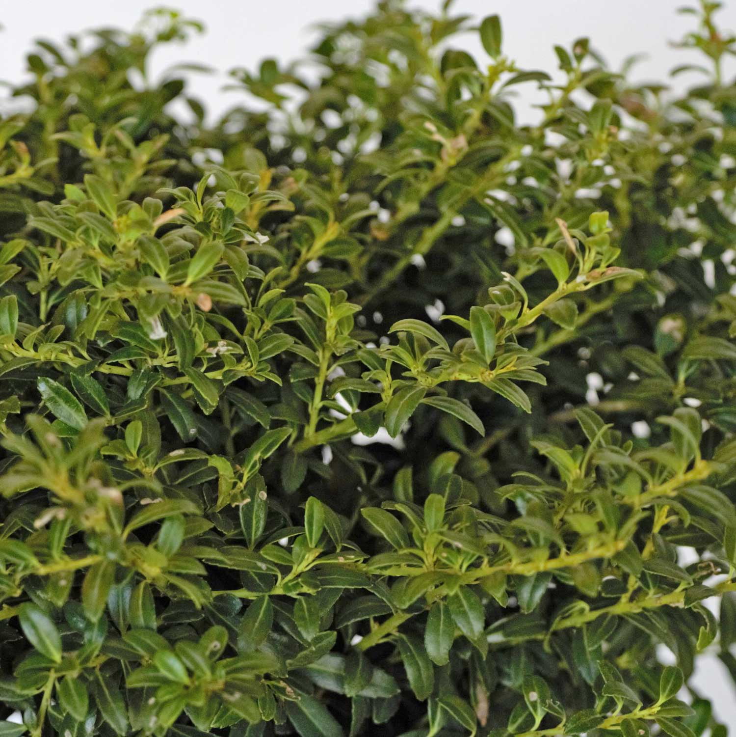 Expert Gardener Soft Touch Holly Live Evergreen Shrub, 2.5 Quart