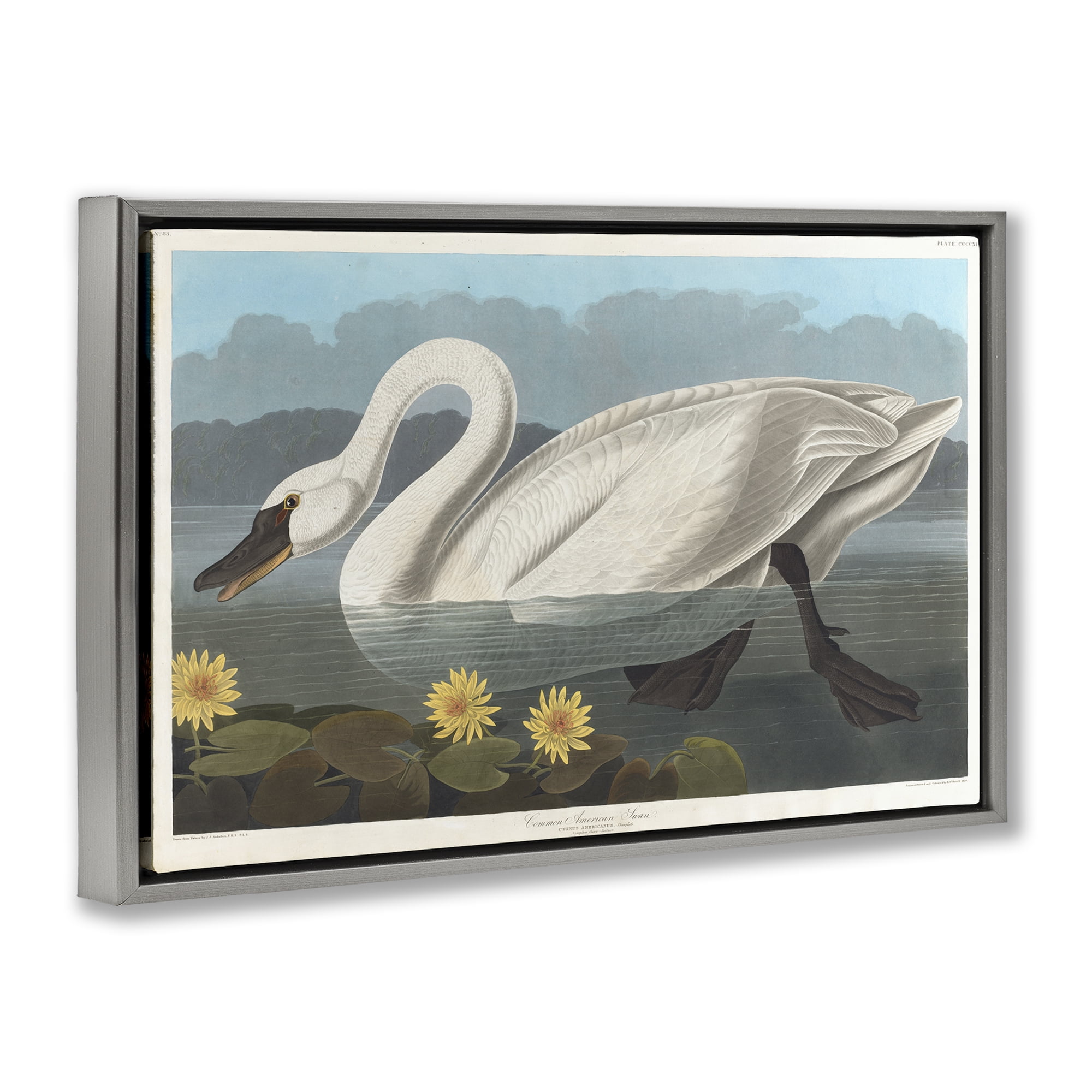 Stupell Industries Classic Common American Swan Animals Painting Gray Floater Framed Canvas Art Print Wall Art, 31 x 21