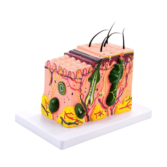 Human Skin Structure Anatomy Model 35/50/70/85X Enlarged Skin Model for Study