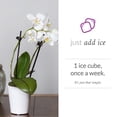 thumbnail image 4 of Just Add Ice Mini Orchid Plant, 6-10” Tall, White Orchid, 2.5” White Ceramic Pot, 4 of 7