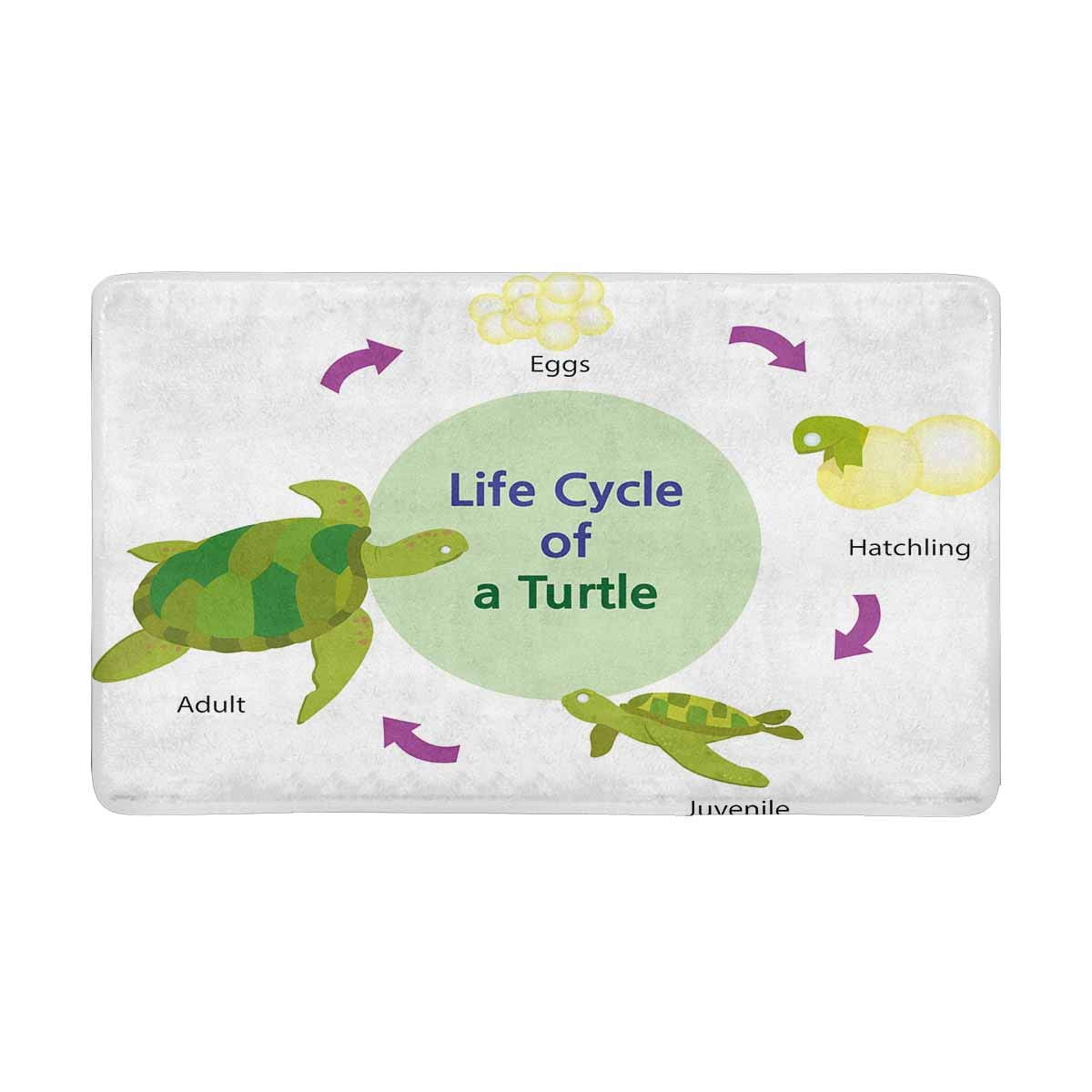 Pop Life Cycle Of Turtle From An Egg To An Adult Turtle Doormat