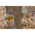 thumbnail image 6 of 25 SUGAR MAPLE Syrup TREE Native Rock Fall Color Acer Saccharum Seeds, 6 of 11