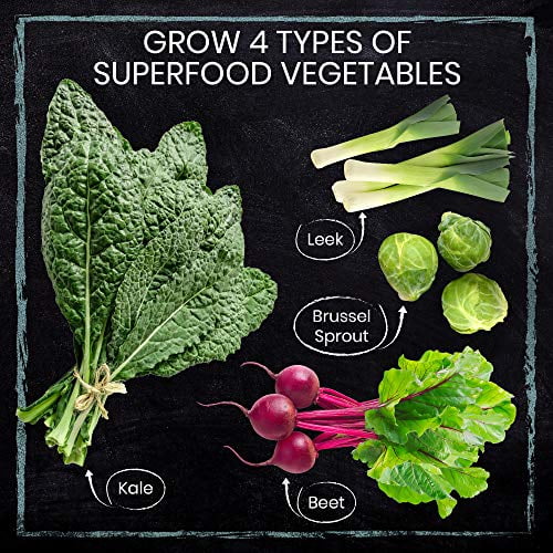 Brussel Sprouts Beets & Leeks Grow 4 of The Healthiest Vegetables from Seed Vegans Organic Planters Kale Outdoor Garden Gift for Beginner Gardeners Vegetarians Superfood Sprout Kit W/Soil 