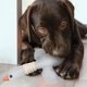 thumbnail image 5 of Juguete interactivo de ganso salvaje para perros: juguete suave, no tóxico, para limpieza de dientes y entrenamiento, 5 of 10