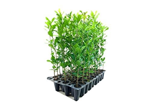 Southern Live Oak Tree  Quercus Virginiana  10 Live Plants  Durable Picturesque Shade Tree  Dark Green Foliage