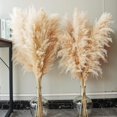 thumbnail image 1 of Tallos de Decoración de Hierba de la Pampa, Hierba de la Pampa Grande Floral Seca Natural para Bodas, Fiestas, Casas de Campo, Decoración del Hogar Boho, 1 of 4