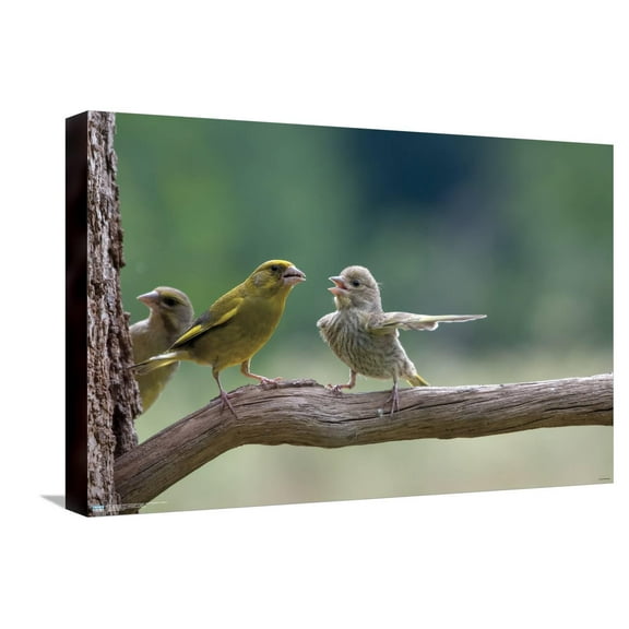 The Comedy Wildlife Photography Awards: Jacek Stankiewicz - Dispute Canvas Wall Poster, 14.725" x 22.375"