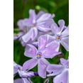 thumbnail image 2 of Engelbrecht, Lisa S. 13x18 White Modern Wood Framed Museum Art Print Titled - Creeping Phlox, 2 of 4