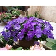 thumbnail image 5 of 6000 Petunia Seeds, Best Hybrid Mixed Rainbow Color Bonsai Hanging Basket Fresh Garden Seeds Heirloom -- PeavyTailor, 5 of 10