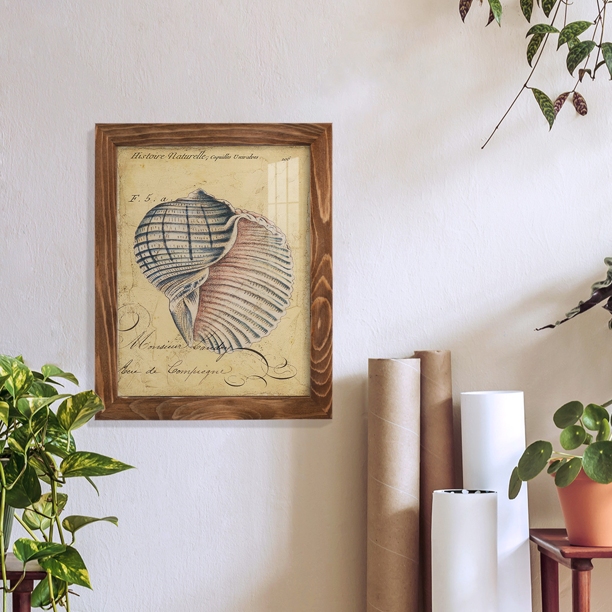 Seashell Ephemera V - Framed Print w/glass - Walnut