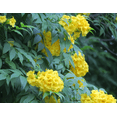 thumbnail image 6 of Tecoma Crape Mango Plant 4–7 Inch Tall, Vibrant Tropical Flowering Shrub, Easy to Grow, Perfect for Garden & Patio Décor, 6 of 9