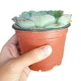 thumbnail image 6 of Echeveria Atlantis (4"+ Plastic Pot) - Tiny, Lovely, Easy to Care Rosette Succulents - Live Succulents for Home Indoor Place, 6 of 9