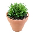 thumbnail image 6 of Haworthia Batesiana (4"+ Plastic Pot) - Tiny, Lovely, Easy to Care Succulent for Beginners - Live Succulent for Home Office, 6 of 6