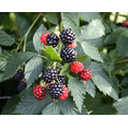 thumbnail image 3 of Set of 2 Navaho Thornless Blackberry Live Plants 4-6 Inch Tall, Sweet Berry Bushes for Gardens, 3 of 6