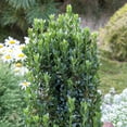 thumbnail image 3 of Direct Gardening Sky Pencil Holly Shrub Broadleaf Evergreen Shrub, 3 of 5