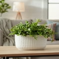 thumbnail image 4 of Jewel Ceramic Low Oval Pot with Embossed Lattice Design, 4 of 9