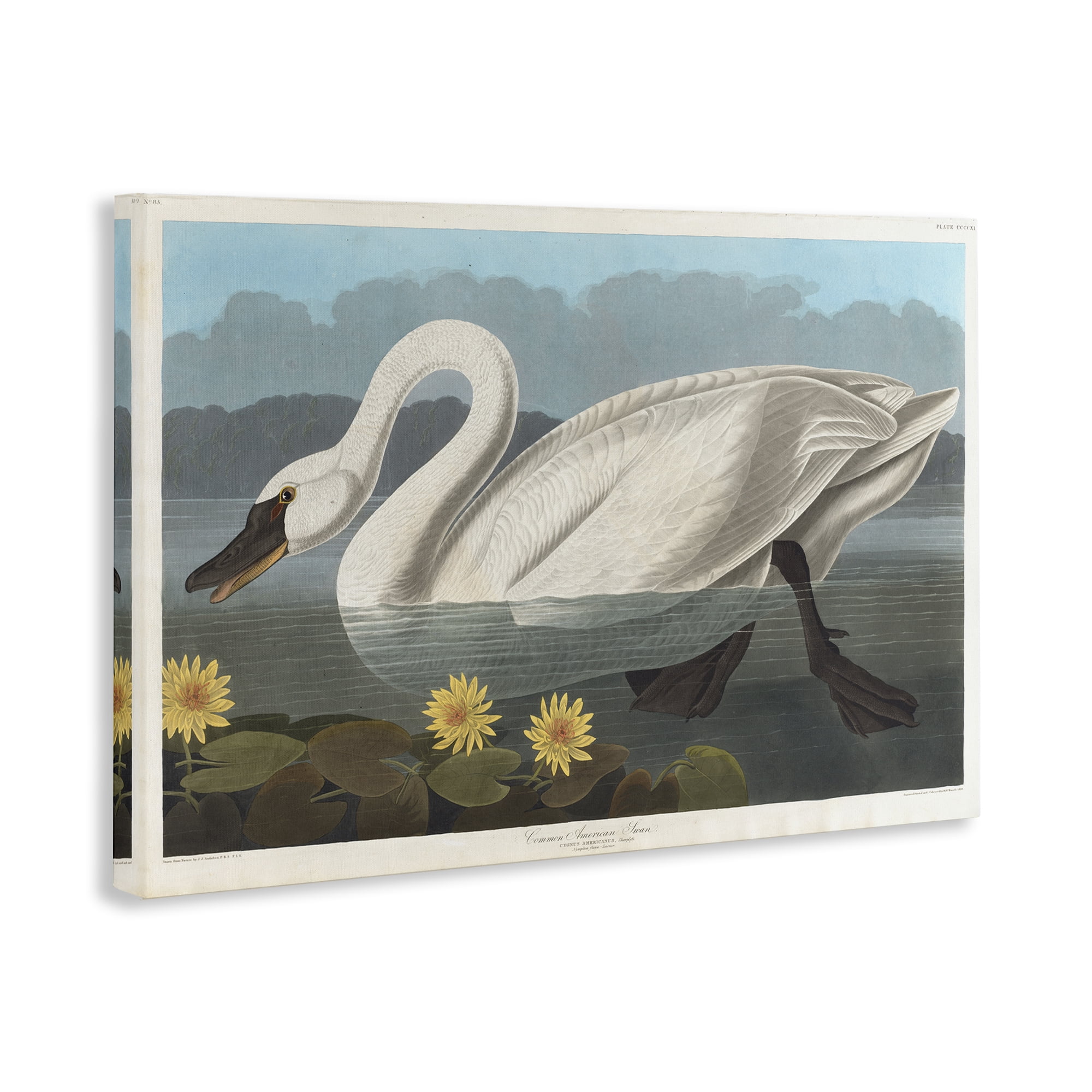 Stupell Industries Classic Common American Swan Animals Painting Wrapped Canvas Art Print Wall Art, 36 x 24