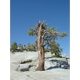thumbnail image 5 of Jeffrey Pine | Medium Tree Seedling | The Jonsteen Company, 5 of 9