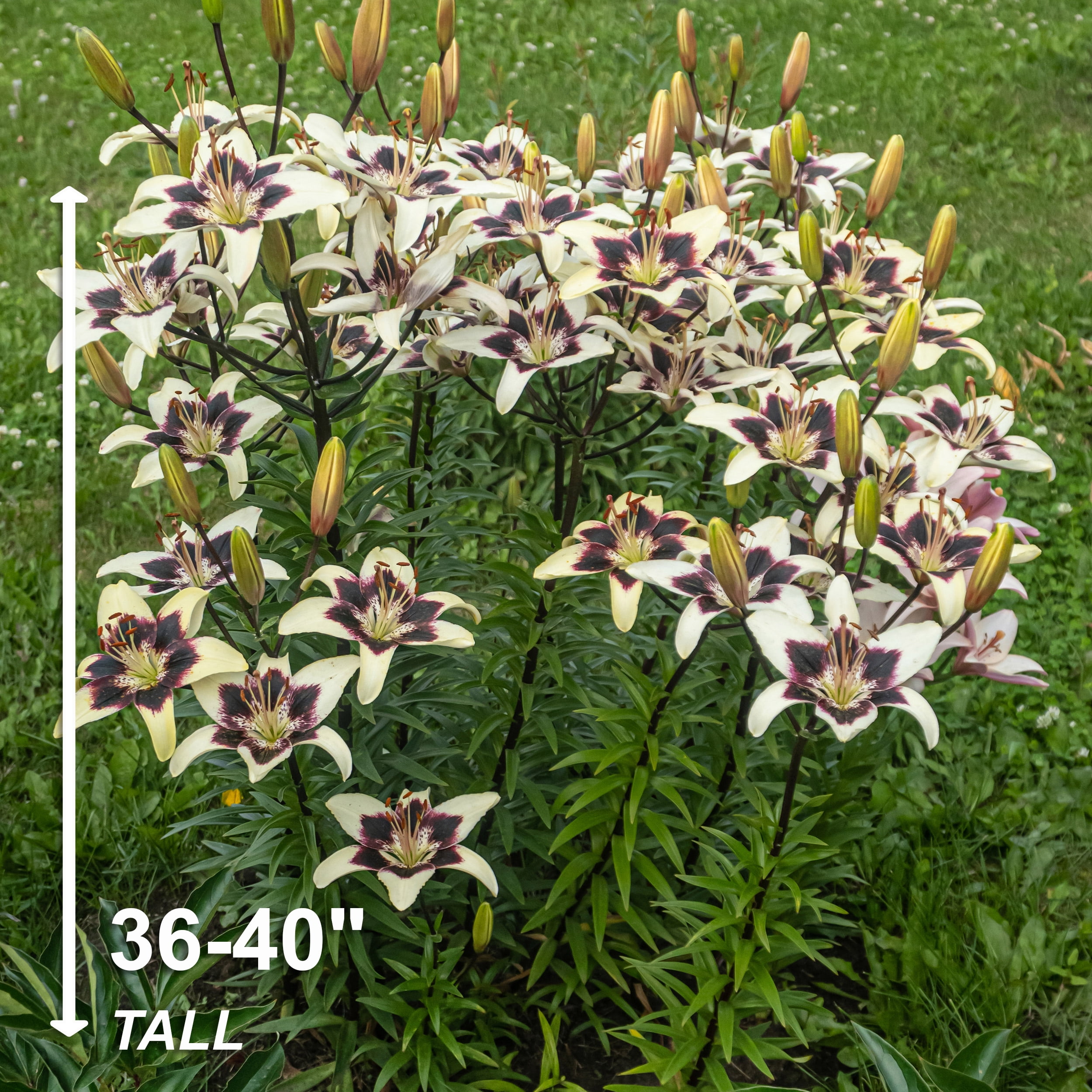 Garden State Bulb Netty's Pride Asiatic Lily Flower Bulbs, 14/16cm, Spring Planting (Bag of 20)