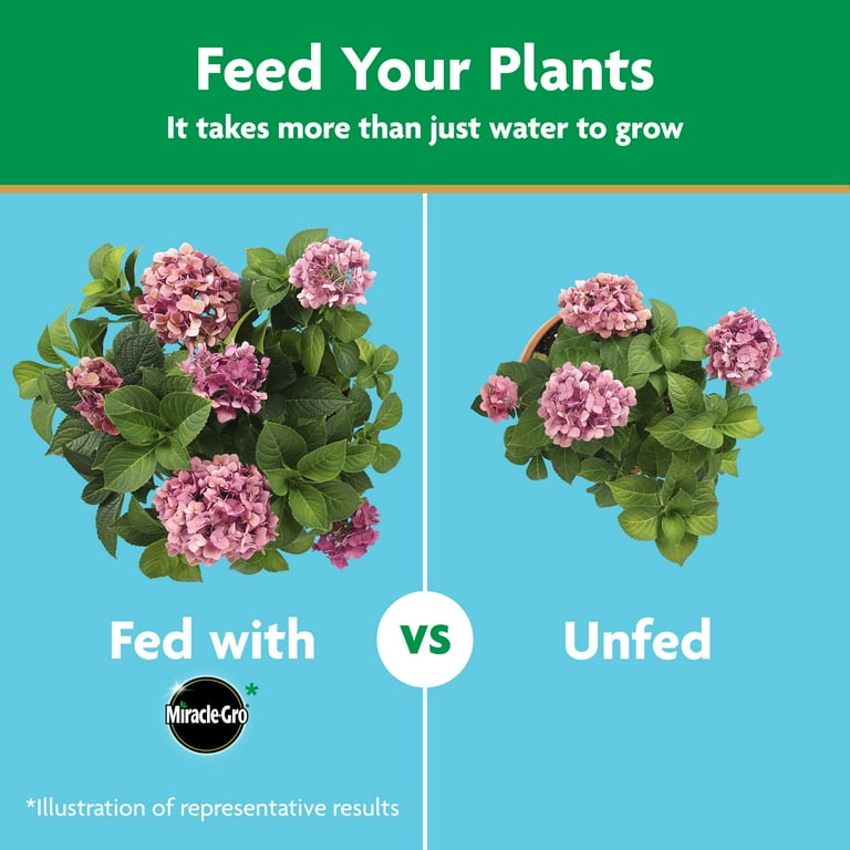 Miracle-Gro Water Soluble Azalea, Camellia, Rhododendron Plant