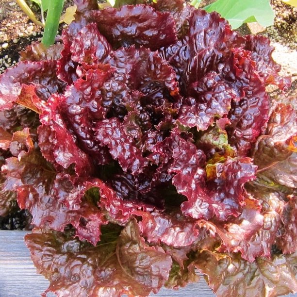 Lettuce Seeds Ruby 1/4 Pound Vegetable Seeds, Heirloom Easy to Grow & Maintain, Fast