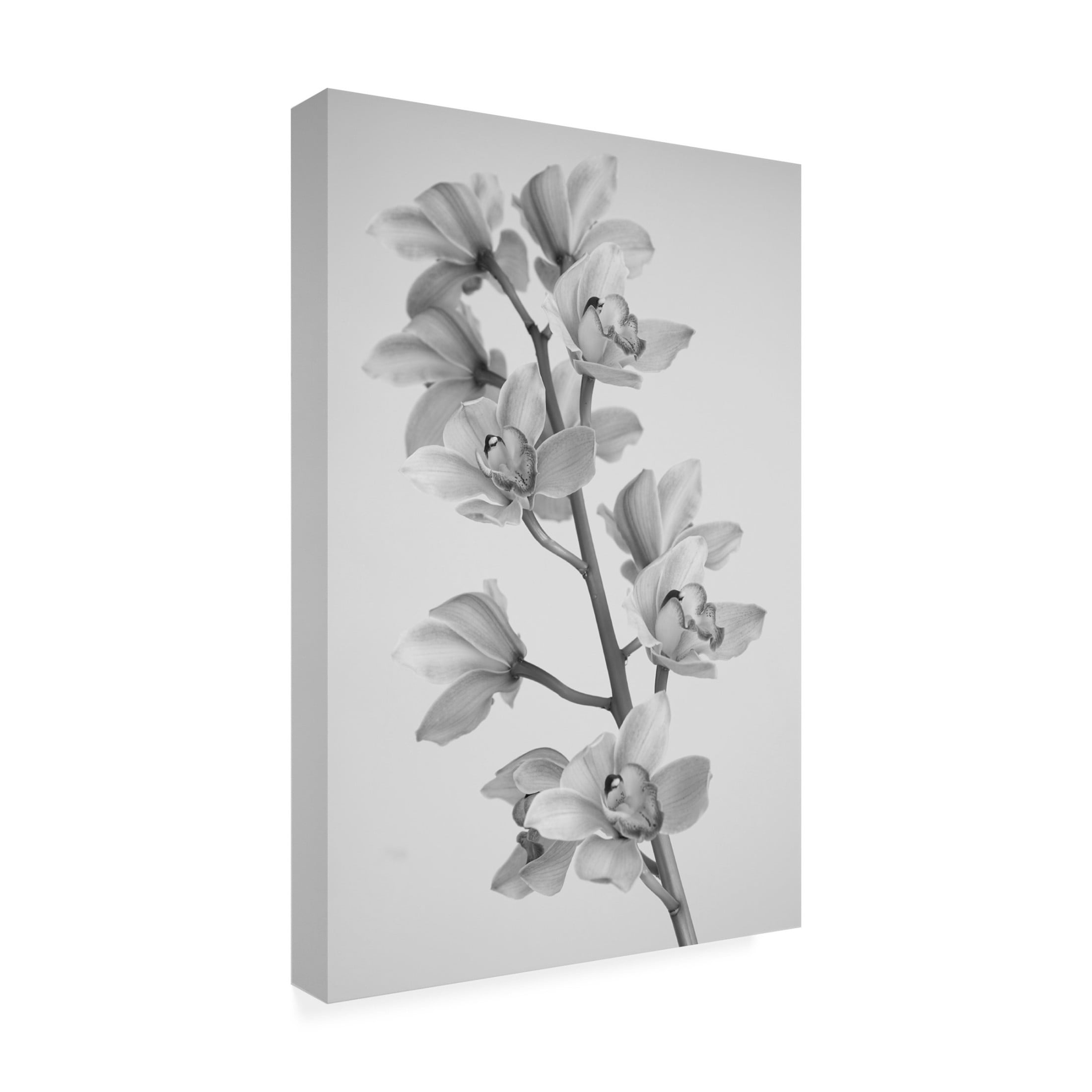 Canvas Wall Art - Igor Mandich 'Wild Orchid' Wall Art for Living Room, Bedroom, or Office Décor by Trademark Fine Art - 30 x 47 Inches