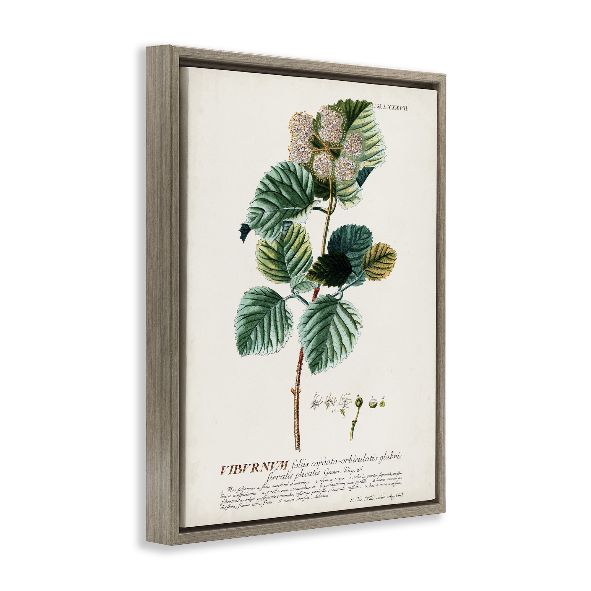 Stupell Industries Scientific Botanical Plant Seeds Sports Drawing Brown Floater Framed Canvas Art Print Wall Art, 17 x 21