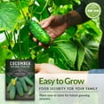 thumbnail image 6 of 3 Packs National Pickling Cucumber - Non-GMO Heirloom Vegetable Seeds - Full Sun Annual, 6 of 8