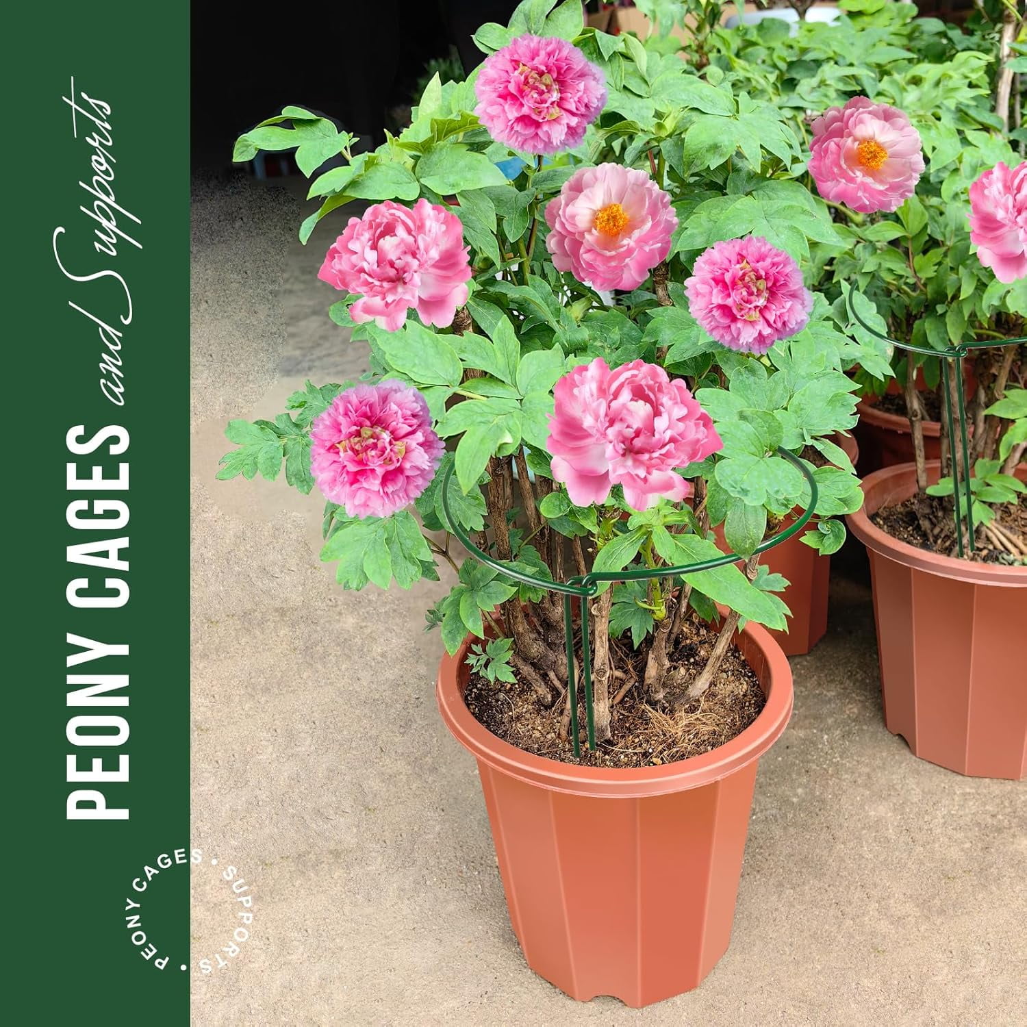 Plant Support Stakes, 6 PCS Peony Cages and Supports, Plant Stakes for Indoor Plants, Outdoor Plants, Monstera Tomato Hydrangea Support Cage, 10" W x 15.8" H