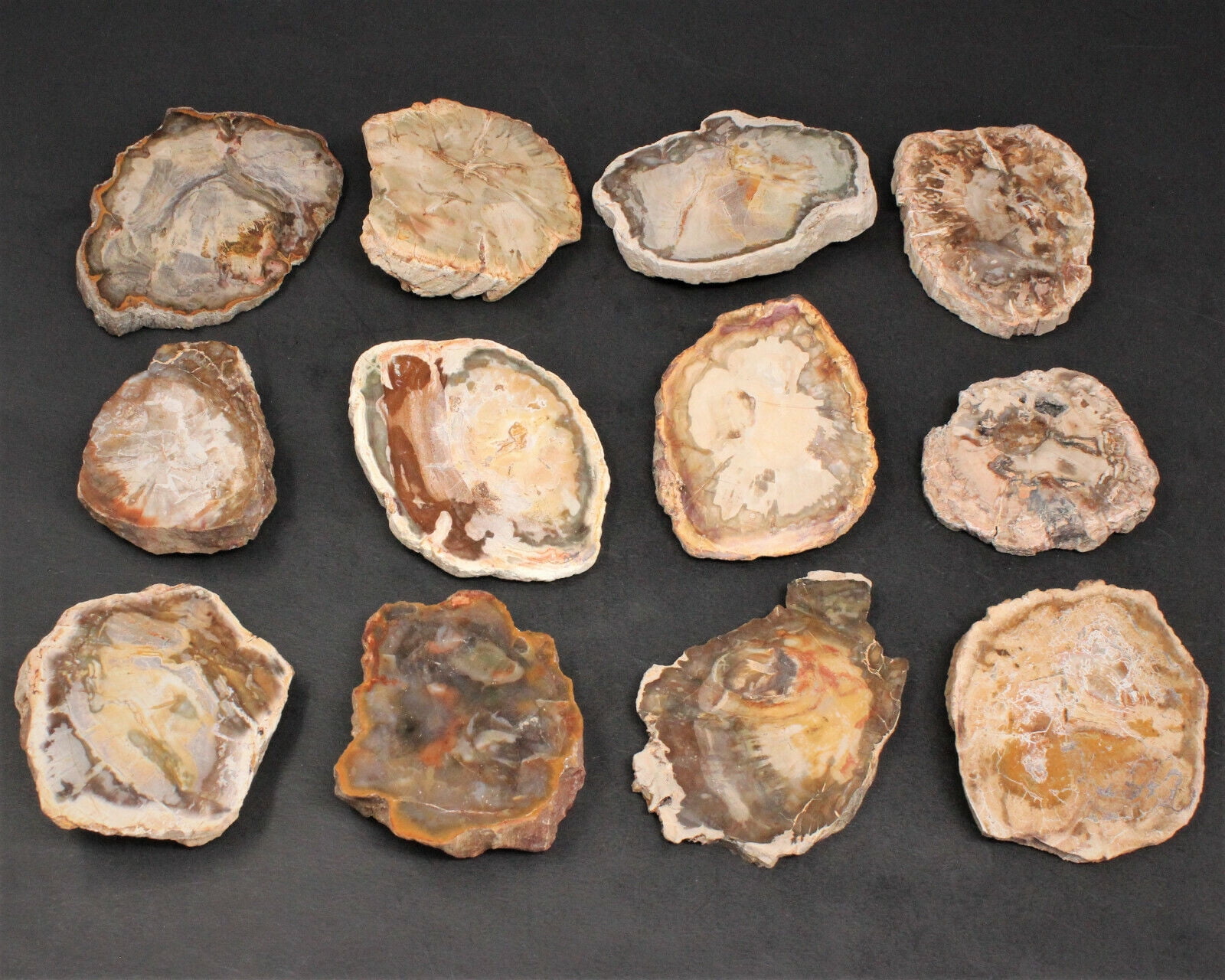 Mini Petrified Wood Slice, 1.5 - 2" Raw Petrified Wood Slabs, AAA Grade