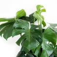 thumbnail image 3 of Monstera Deliciosa Live Indoor Plant in 10-inch Grower Pot, Medium to Bright Light by United Nursery, 3 of 6