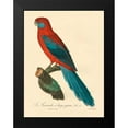 thumbnail image 2 of Barraband 12x14 Black Modern Framed Museum Art Print Titled - Barraband Parrot, PL 78, 2 of 5