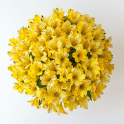 60 Stems of Yellow Select Alstroemerias- Beautiful Fresh Cut Flowers- Express Delivery