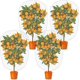 thumbnail image 1 of Malla de malla para cerca de pájaros con cordón, malla grande para jardín, cubierta de malla para plantas para protección de frutas y plantas (1*1,5 m, 4 uds.) TUNC Sencillez, 1 of 5