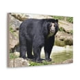 thumbnail image 2 of Majestic Spectacled Bear Art Majestic Spectacled Bear Print Animal Wall Art Wildlife Canvas Prints Wall Art Ready to Hang Unframed, 2 of 18