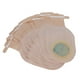 thumbnail image 1 of Bolsa de ileostomía de ostomía, bolsa de colostomía de ostomía desechable de una pieza de 10 piezas, bolsa de colostomía, estética elegante, 1 of 8