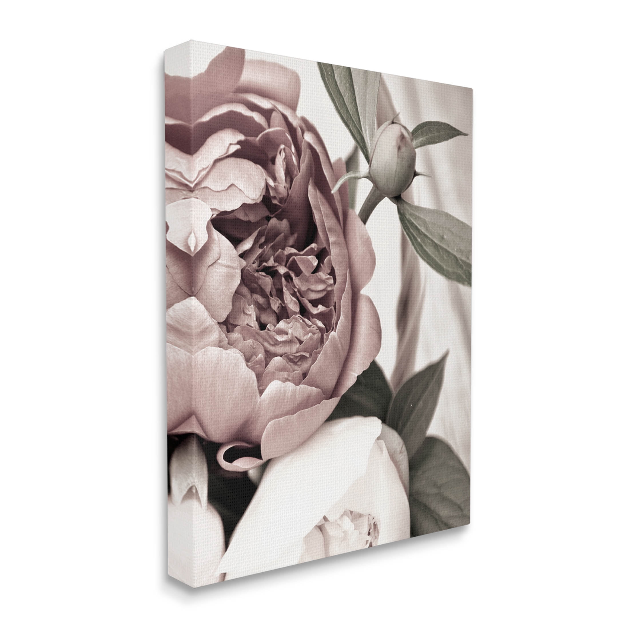 Blooming Peony Flower Buds Botanical & Floral Photograph Gallery Wrapped Canvas Print Wall Art