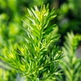 thumbnail image 5 of Perfect Plants Podocarpus Pringles 7 Gallon, 5 of 8