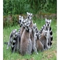 thumbnail image 2 of Lemur Duvet Cover Set, Photo of Madagascar Monkey Ring Tailed Flock of Exotic Animal in Nature, Decorative 3 Piece Bedding Set with 2 Pillow Shams, Calking Size, Pale Mauve Taupe Emerald, by Ambesonne, 2 of 2