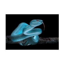 Fauzan Maududdin 'Venomus Blue Viper Snake' Canvas Art