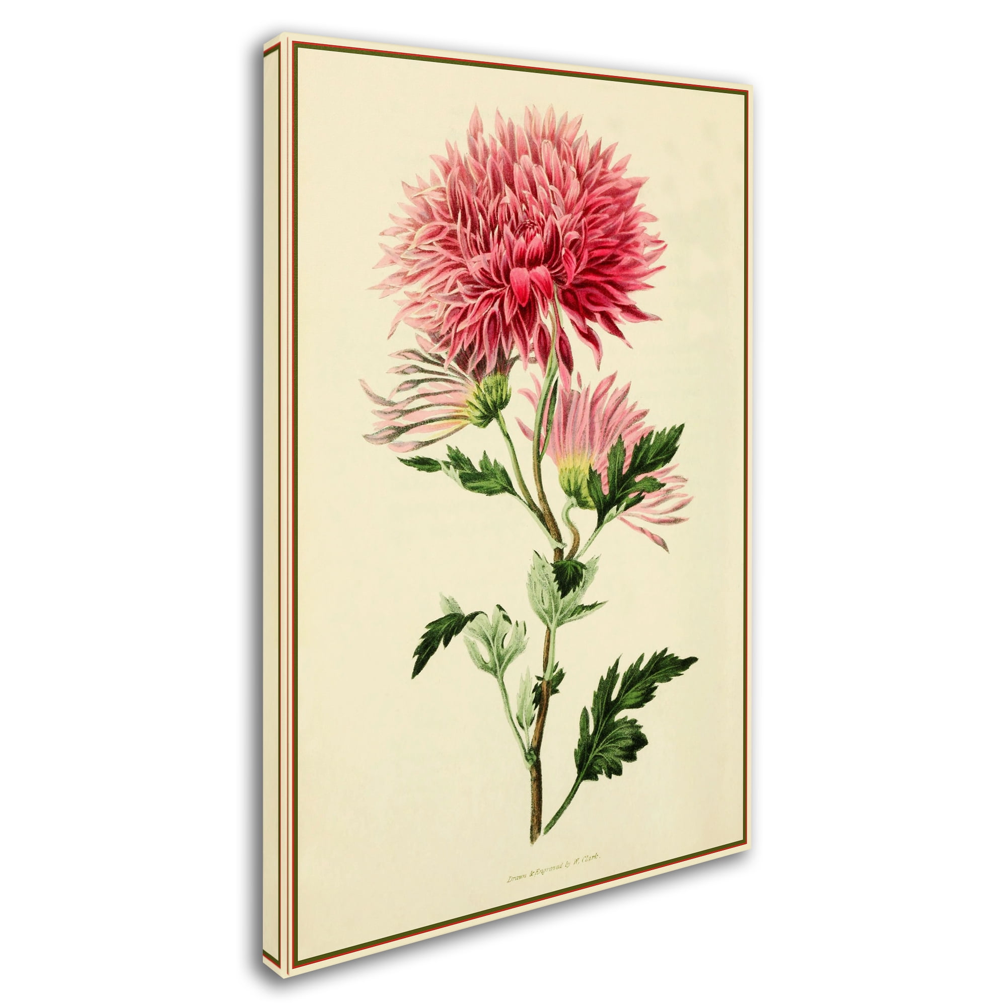 Trademark Fine Art 'Dahlia' Canvas Art by Vintage Lavoie