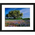 thumbnail image 2 of Live Oak, Paintbrush, and Bluebonnets in Texas Hill Country, USA, Framed Art Print Wall Art by Adam Jones Sold by Art.Com, 2 of 6