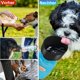 thumbnail image 2 of Botella de agua plegable para perros de 500 ml, botella de agua portátil para perros, Pe, 2 of 5
