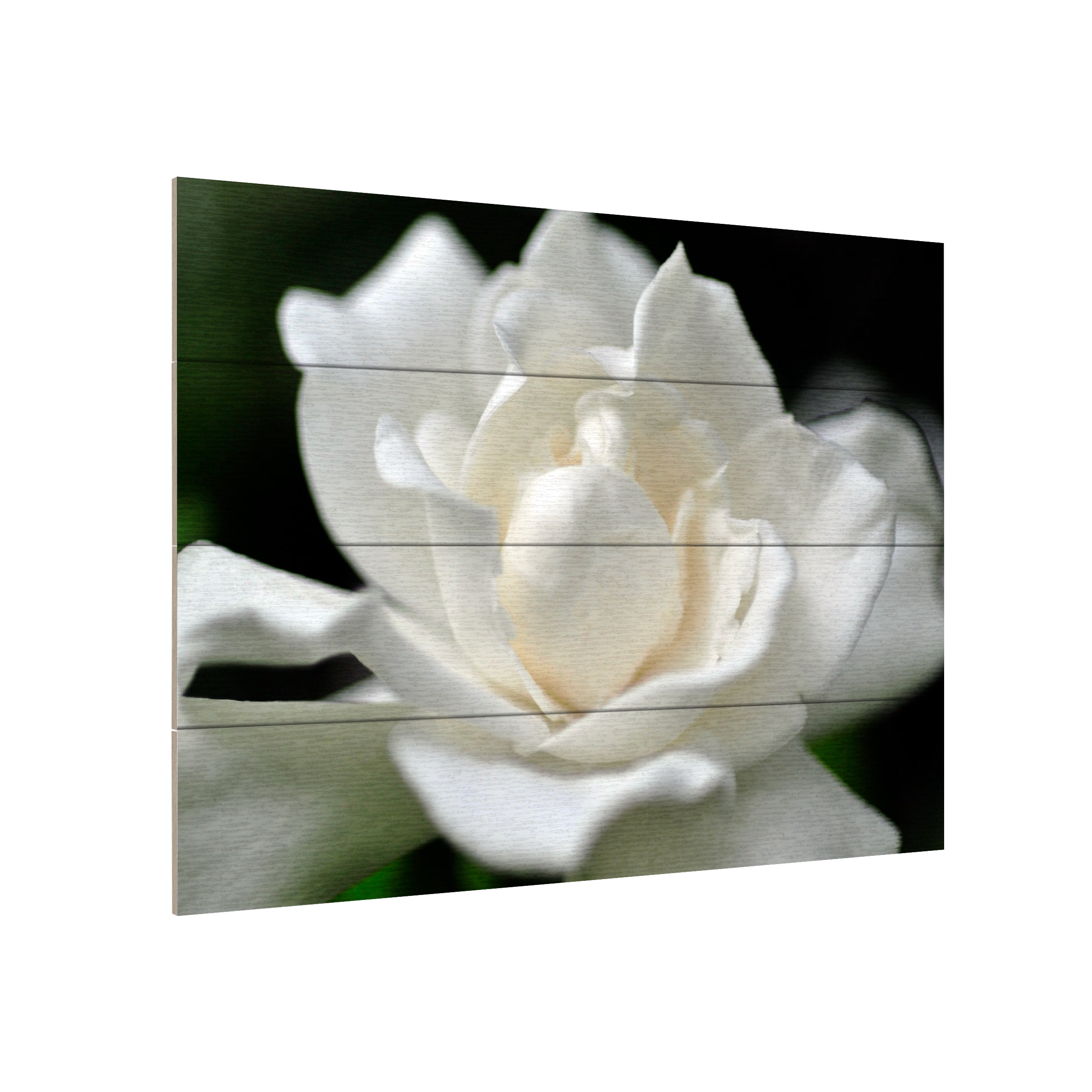 Trademark Fine Art 'Lovely Gardenia' Wooden Wall Art Art by Kurt Shaffer