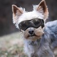 thumbnail image 1 of Dog Goggles Medium Breed, Dog Sunglasses Small Breed Dog Eye Sun Light Protection, Uv Protection Goggles For Dog With Adjustable Straps, 1 of 5